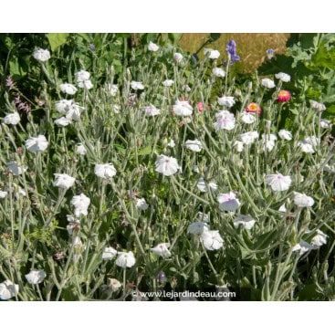 LYCHNIS coronaria \'Alba\' - Coquelourde blanche