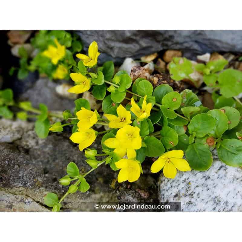 LYSIMACHIA nummularia LYSIMACHIA nummularia