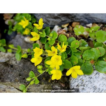 LYSIMACHIA nummularia - Herbe aux écus