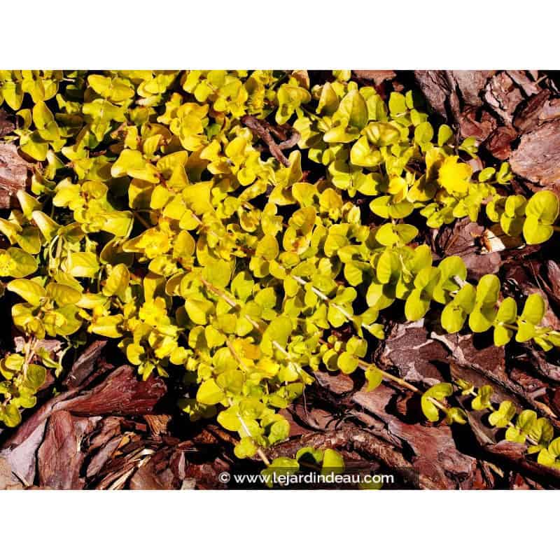 LYSIMACHIA nummularia 'Aurea' LYSIMACHIA nummularia 'Aurea'