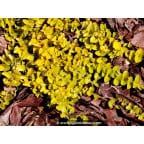 LYSIMACHIA nummularia 'Aurea' LYSIMACHIA nummularia 'Aurea'