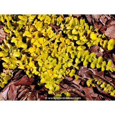 LYSIMACHIA nummularia \'Aurea\' - Herbe aux écus dorée