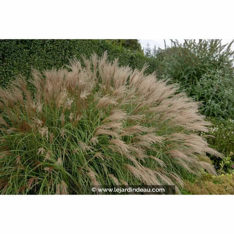 MISCANTHUS sinensis 'Adagio' MISCANTHUS sinensis 'Adagio'