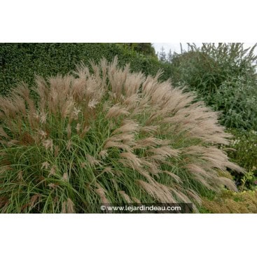 MISCANTHUS sinensis \'Adagio\' - Roseau de Chine / Eulalie / Elephant Grass