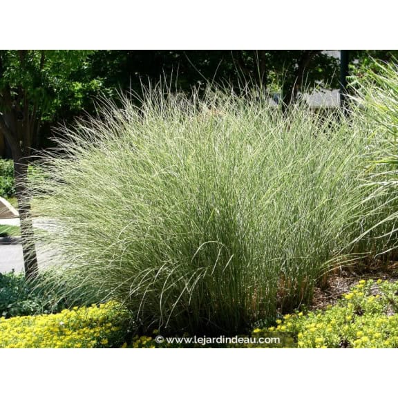 MISCANTHUS sinensis 'Morning Light'