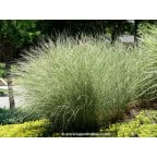 MISCANTHUS sinensis 'Morning Light' MISCANTHUS sinensis 'Morning Light'