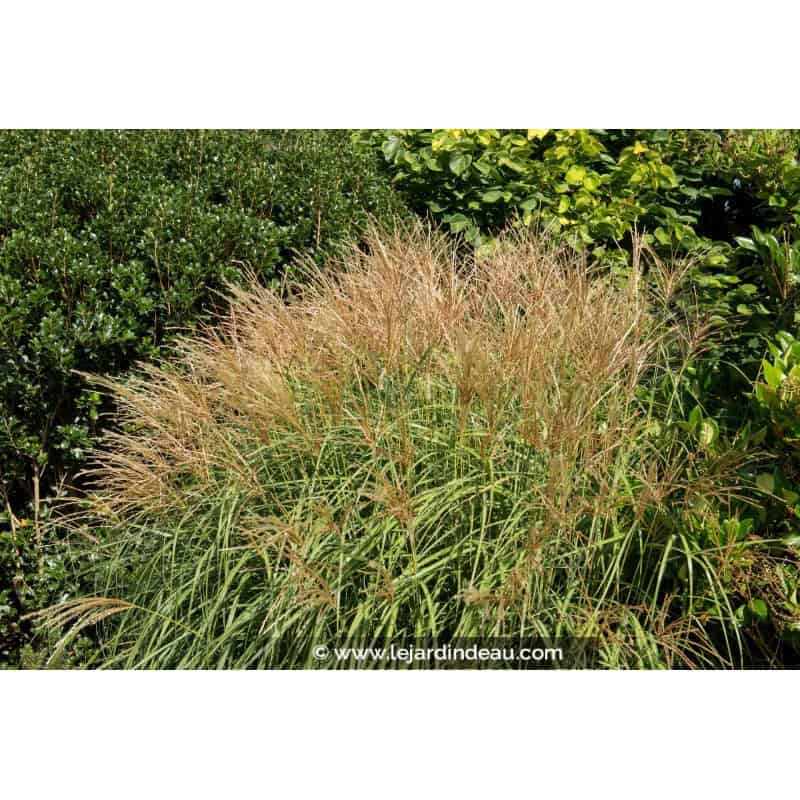 MISCANTHUS sinensis 'Yakushima Dwarf'