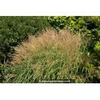 MISCANTHUS sinensis 'Yakushima Dwarf'