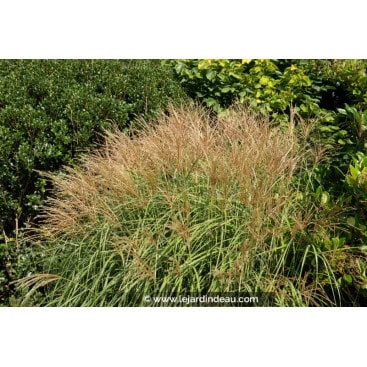 MISCANTHUS sinensis \'Yakushima Dwarf\' - Roseau de Chine /  Eulalie /  Elephant Grass