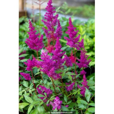ASTILBE chinensis var. taquetii \'Superba\' - Astilbe \'Superba\'