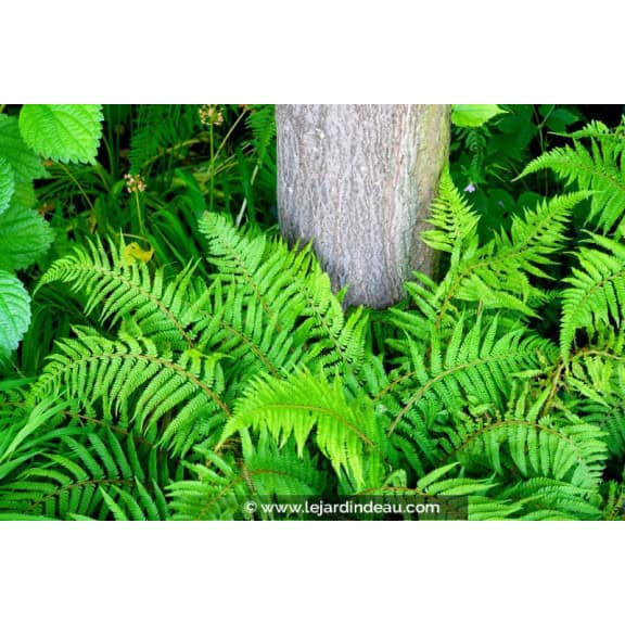 POLYSTICHUM setiferum