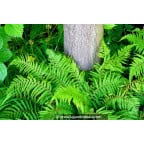 POLYSTICHUM setiferum POLYSTICHUM setiferum