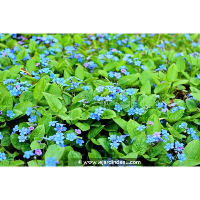 OMPHALODES verna OMPHALODES verna