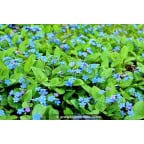 OMPHALODES verna OMPHALODES verna