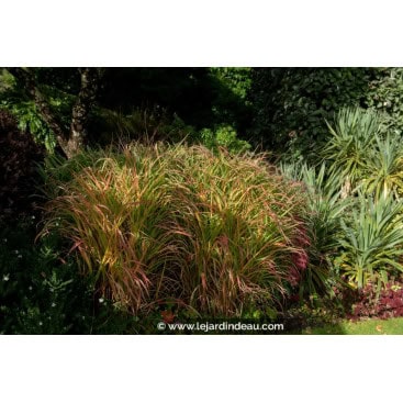 PANICUM virgatum \'Warrior\' - switchgrass
