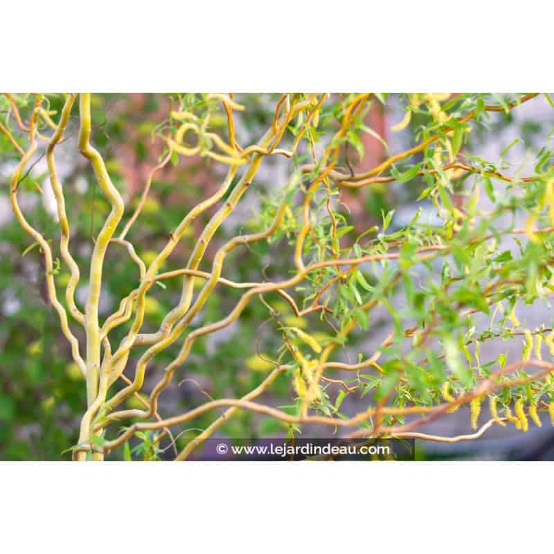 SALIX x erythroflexuosa SALIX x erythroflexuosa