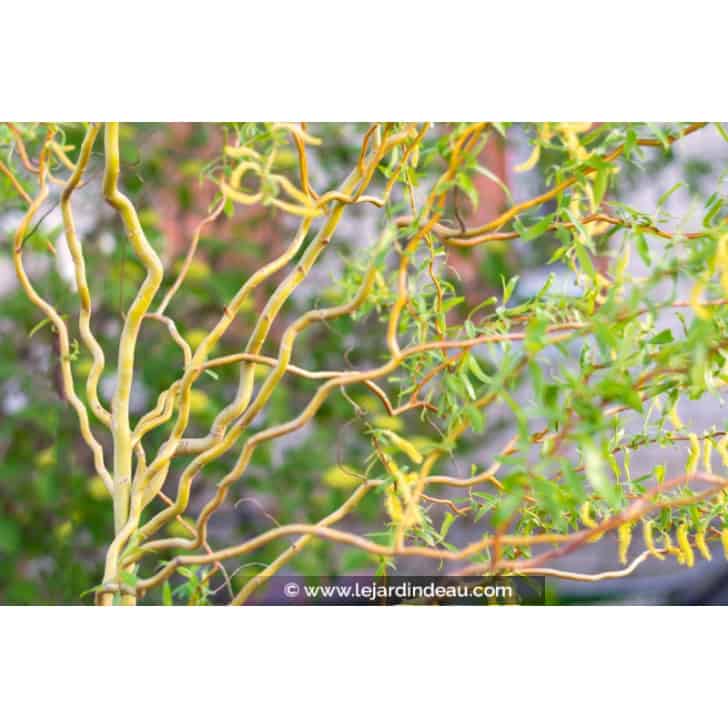 SALIX x erythroflexuosa