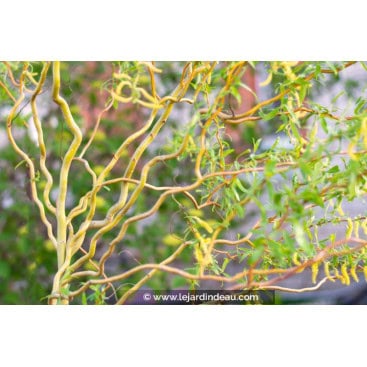 SALIX x erythroflexuosa - Saule tortueux pleureur