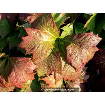 RODGERSIA podophylla \'Rotlaub\' - Rodgersie