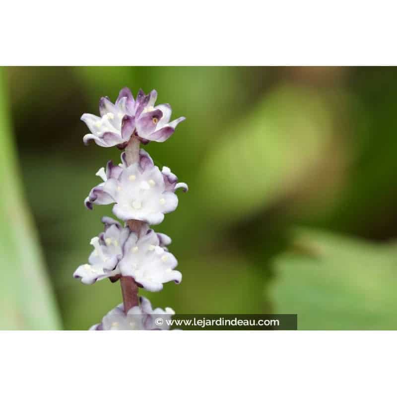 REINECKEA carnea REINECKEA carnea