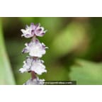 REINECKEA carnea REINECKEA carnea
