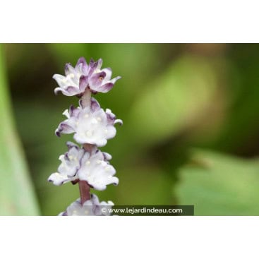 REINECKEA carnea - Kichijoosoo (japonais)