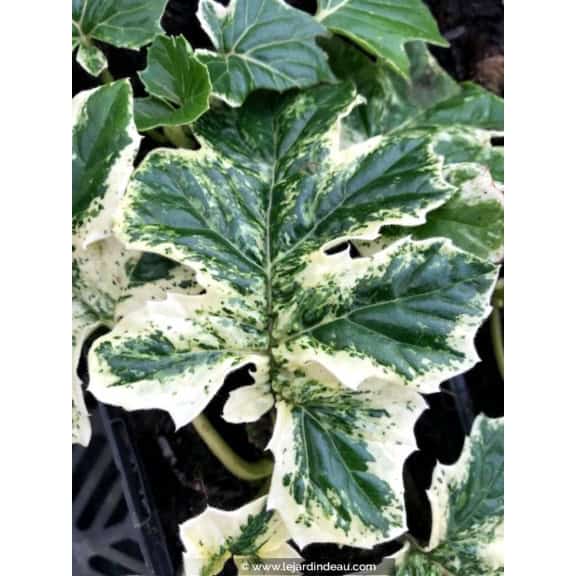 ACANTHUS mollis 'Whitewater'