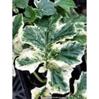 ACANTHUS mollis 'Whitewater' ACANTHUS mollis 'Whitewater'