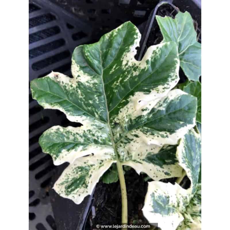 ACANTHUS mollis 'Whitewater' ACANTHUS mollis 'Whitewater'