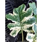 ACANTHUS mollis 'Whitewater' ACANTHUS mollis 'Whitewater'