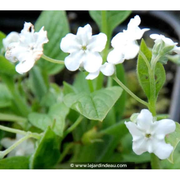 OMPHALODES verna 'Alba'