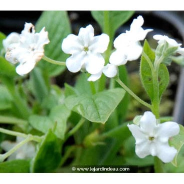 OMPHALODES verna \'Alba\' - Petite Bourrache Blanche