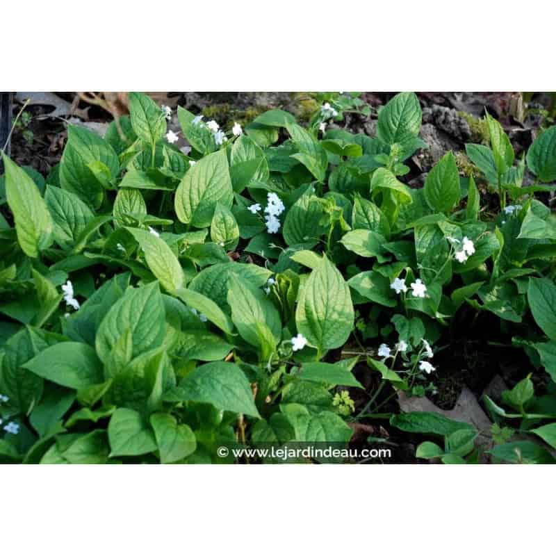 OMPHALODES verna 'Alba' OMPHALODES verna 'Alba'