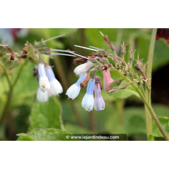 SYMPHYTUM 'Hidcote Blue'