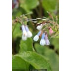 SYMPHYTUM 'Hidcote Blue' SYMPHYTUM 'Hidcote Blue'