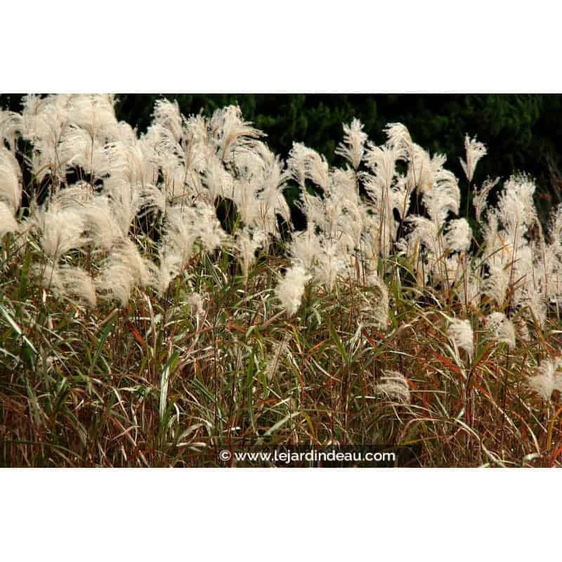 MISCANTHUS sinensis 'Graziella' MISCANTHUS sinensis 'Graziella'