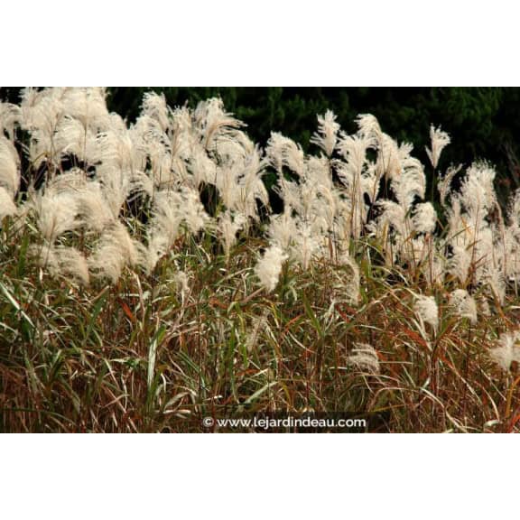 MISCANTHUS sinensis 'Graziella'