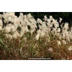 MISCANTHUS sinensis 'Graziella' MISCANTHUS sinensis 'Graziella'