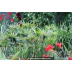 CYPERUS involucratus CYPERUS involucratus