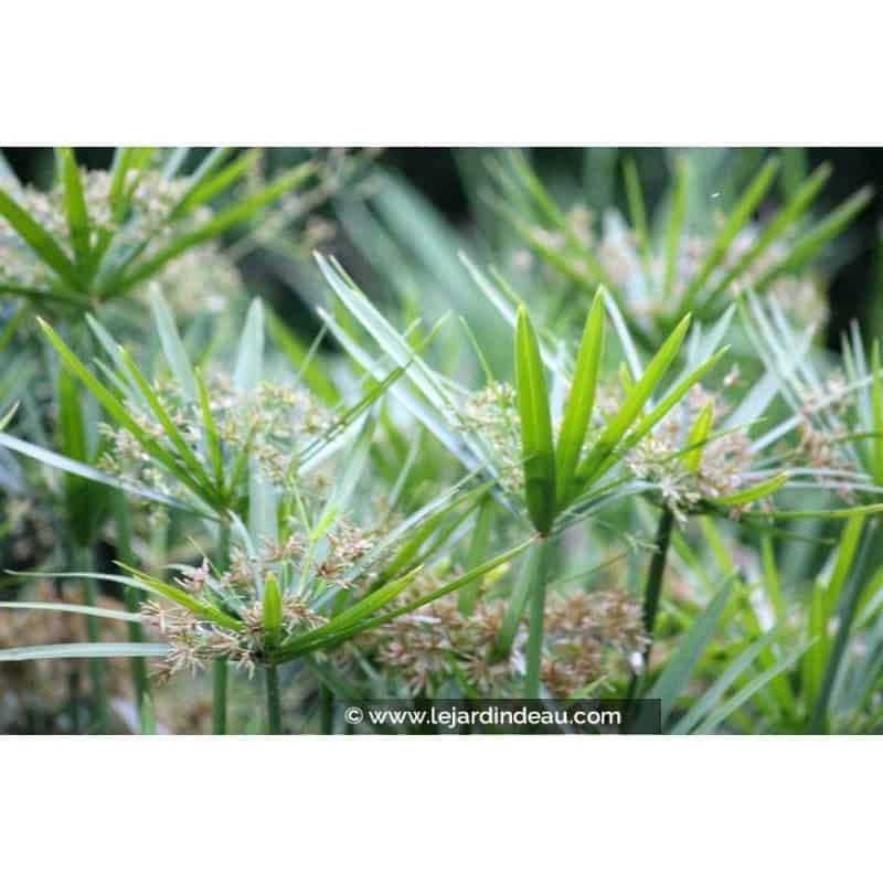 CYPERUS involucratus CYPERUS involucratus