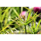 CYPERUS involucratus CYPERUS involucratus
