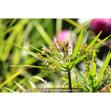 CYPERUS involucratus - Souchet ombrelle