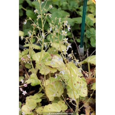 SAXIFRAGA stolonifera - Saxifrage araignée