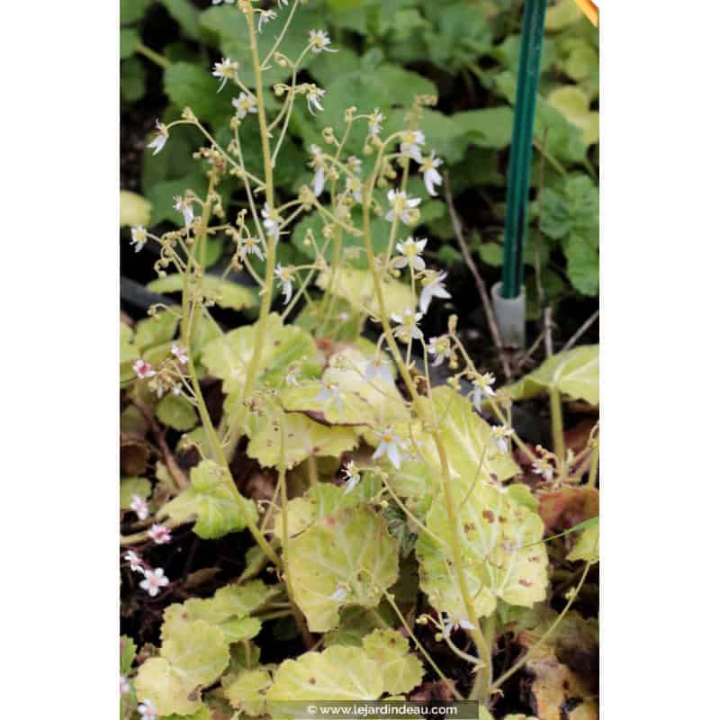 SAXIFRAGA stolonifera SAXIFRAGA stolonifera