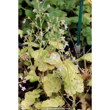 SAXIFRAGA stolonifera - Saxifrage araignée