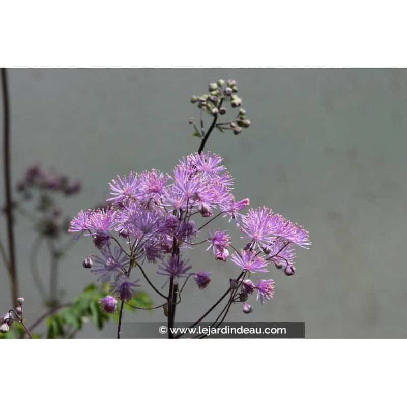 THALICTRUM aquilegifolium THALICTRUM aquilegifolium