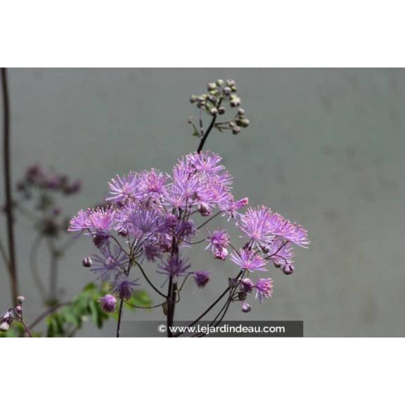 THALICTRUM aquilegifolium