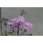 THALICTRUM aquilegifolium THALICTRUM aquilegifolium