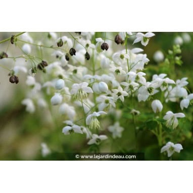THALICTRUM delavayi \'Splendide White\' - Pigamon double blanc