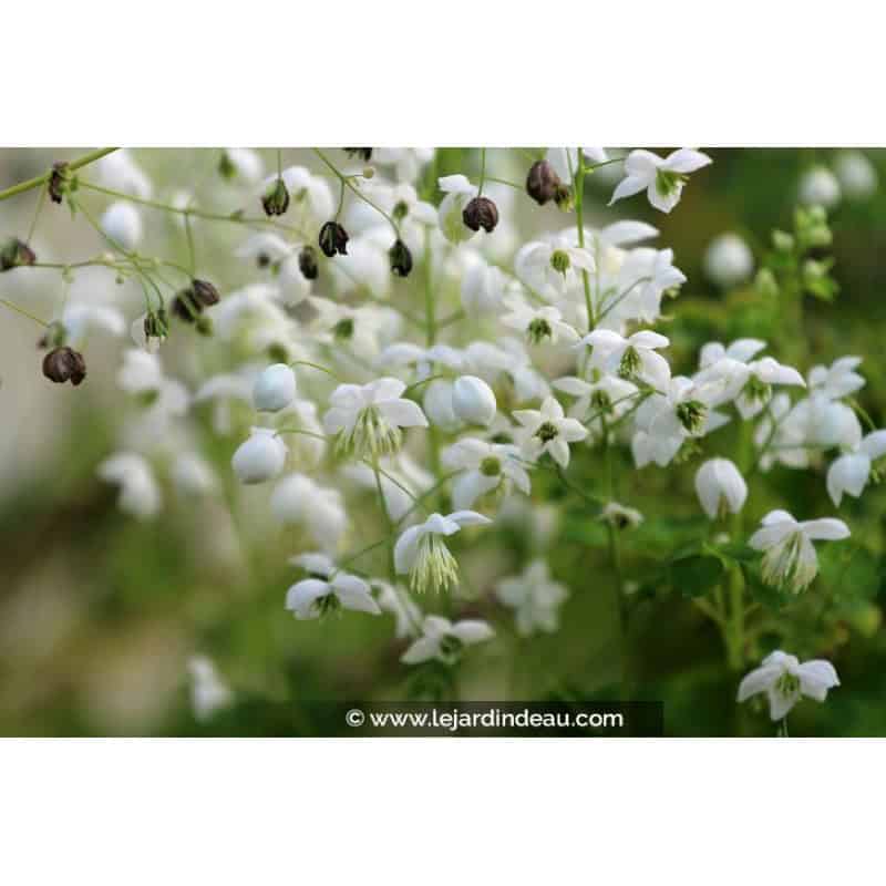 THALICTRUM delavayi 'Splendide White' THALICTRUM delavayi 'Splendide White'